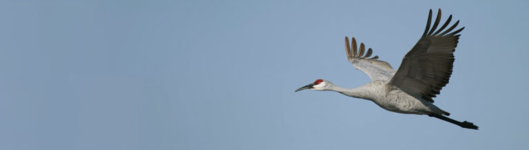 Celebrating Ohio’s Wetlands: Conservation and Education Highlights from ...