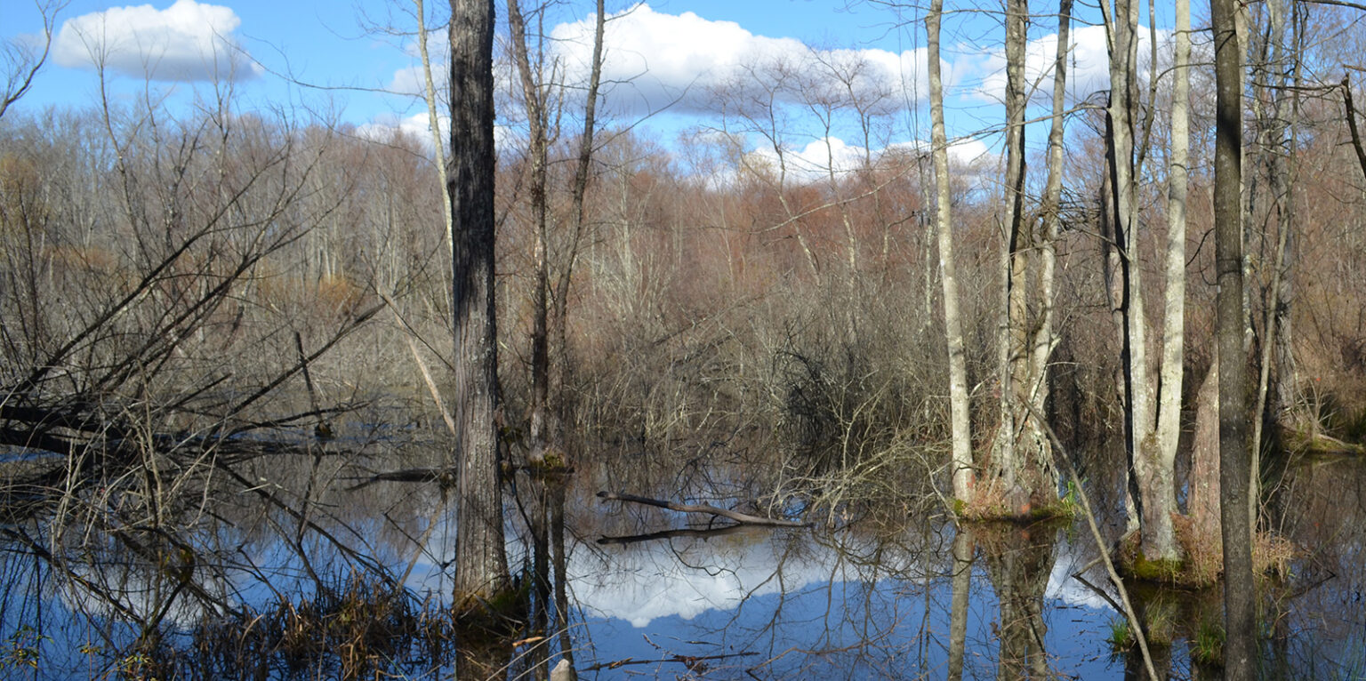 Learn – Ohio Wetlands Association